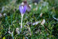 krokus-foto_schindelbeck_FS_05966_800p