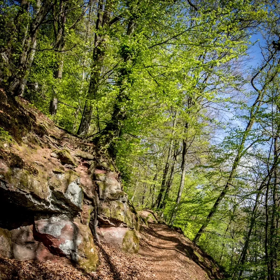 Wald - Odenwald - Foto: Frank Schindelbeck Fotografie