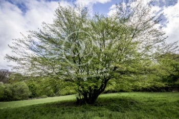 Baum