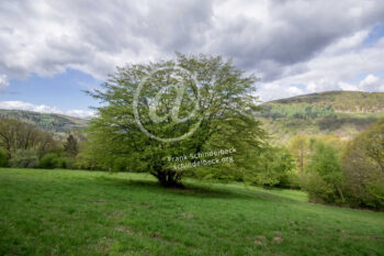 Baum im Odenwald