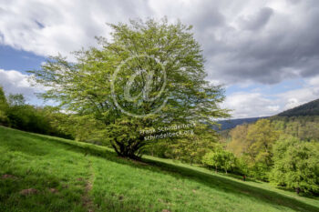 Baum im Odenwald