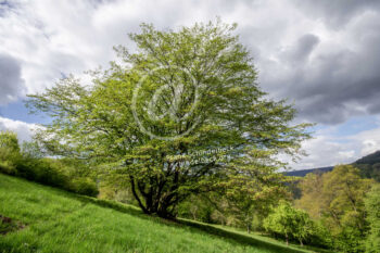 Baum im Odenwald
