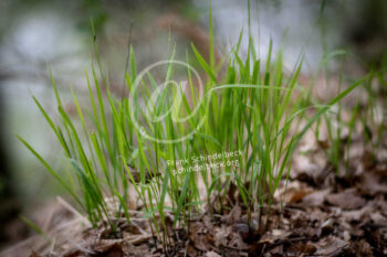 Gras