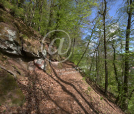 Wald