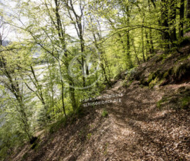 Wald