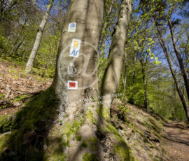 Wald