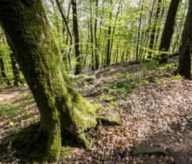 Wald