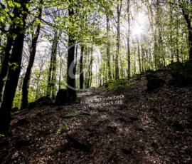 Wald