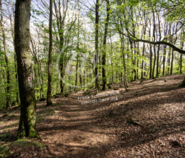 Wald