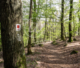 Wald