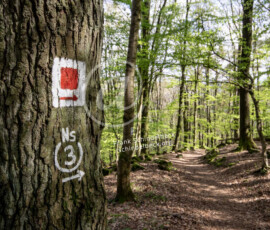 Wald