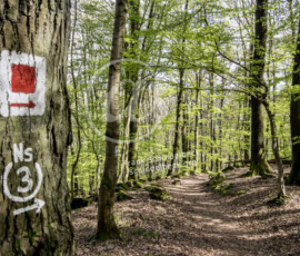 Wald