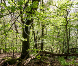 Wald