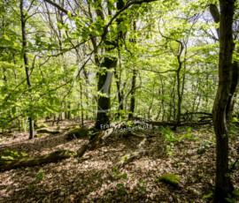 Wald