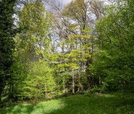 Wald