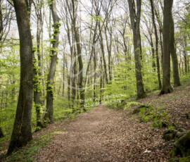 Wald