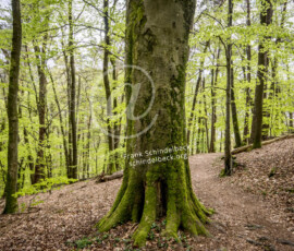 Wald