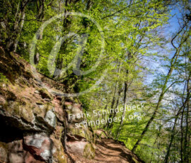 Wald