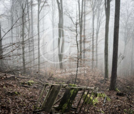 Wald