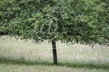 Baum