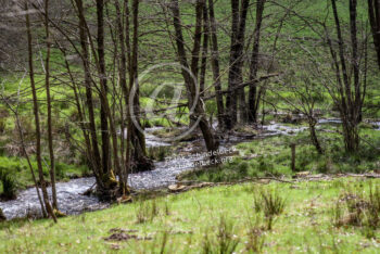 Wasser