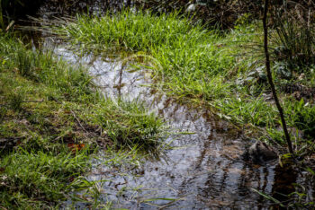 Wasser