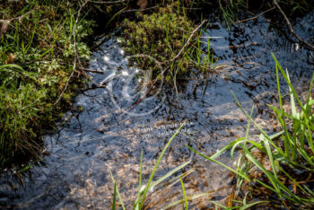 Wasser