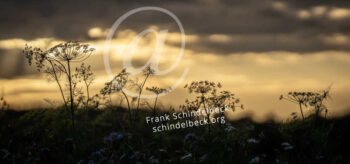Bärenklau