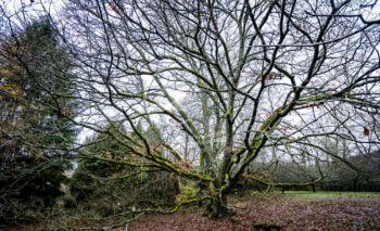 Baum