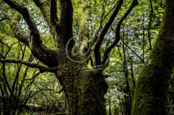 Baum