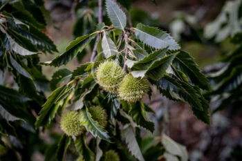 Baum
