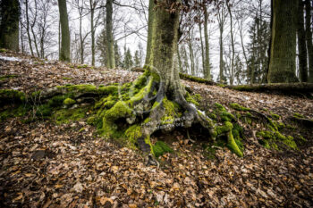 Baum