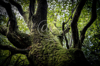 Baum