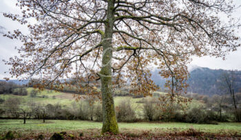 Baum