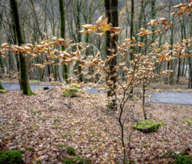 Wald