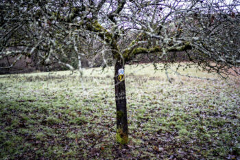 Baum