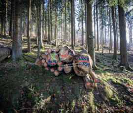 Holzwirtschaft Baumstämme