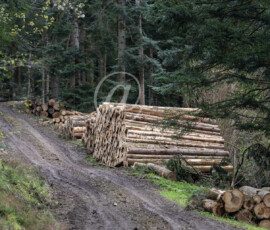 Holzwirtschaft Baumstämme