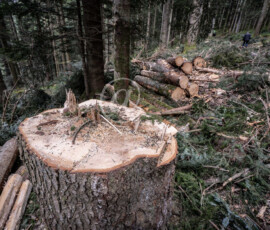 Holzwirtschaft Baumstämme