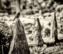 Bergfriedhof Heidelberg