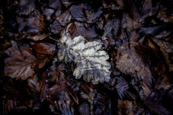 Blatt mit Tau