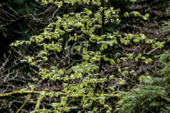 Frühling Blätter