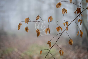 Blätter im Herbst