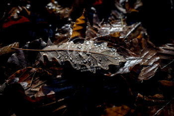 Blatt mit Tautropfen