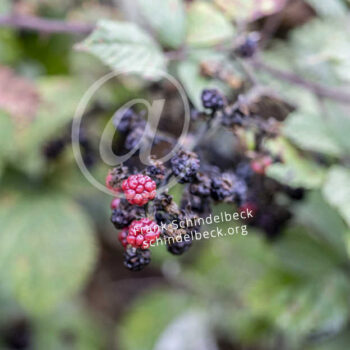 Brombeeren