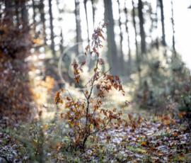 Buche im Herbst