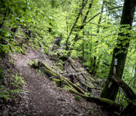 Wald