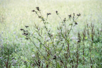 Distel