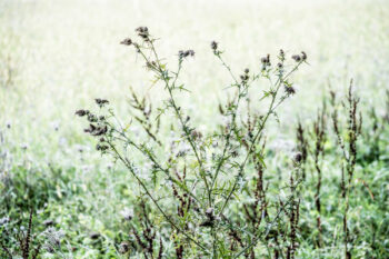 Distel
