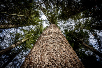 Baum